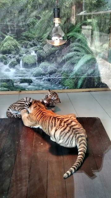 Tiger Cubs, Shanghai