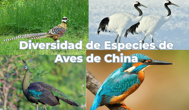 Diversidad de Especies de Aves de China