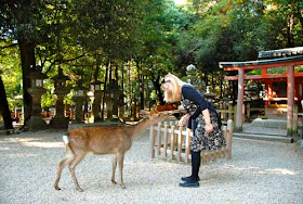 Pat Dunlap Feeding Bowing Deer of Nara Japan