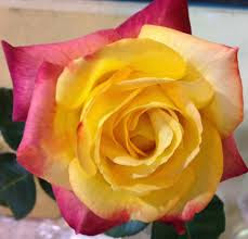 Hd Images Of Yellow Rose 36