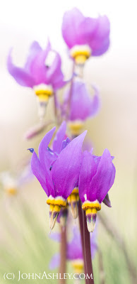 Shooting Stars (c) John Ashley