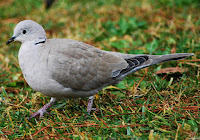 Tórtola turca (Streptopelia decaocto)​