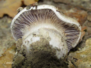 Cortinarius caerulescens IMG15283