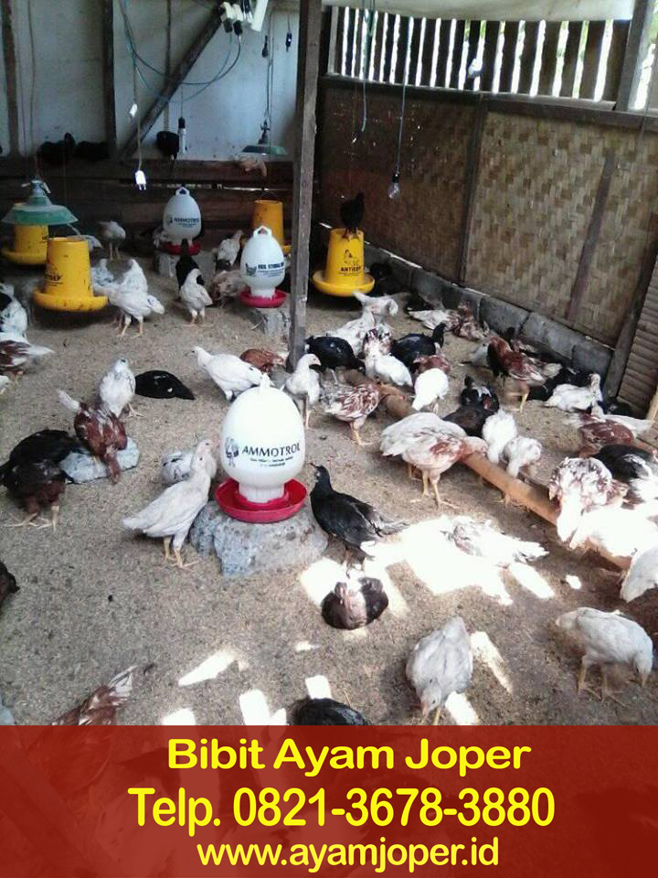 Jual Bibit Ayam Jawa Super Palopo 