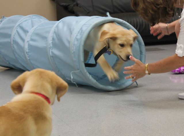 Labrador Dog Training | Dog Training