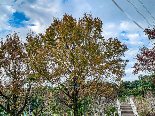 桃園大溪慈湖紀念雕塑公園(慈湖蔣公銅像公園)楓紅落羽松小橋流水