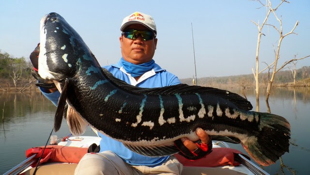 foto ikan gabus terbesar di dunia}