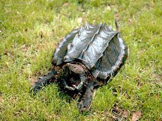 Alligator Snapping Turtle Top View