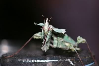 African Devil Flower Mantis