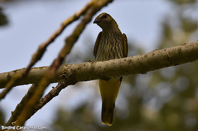 Oriol (Oriolus oriolus)