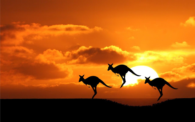 Kangaroo Wallpaper High Definition