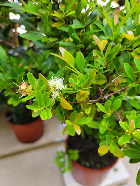 小葉赤楠開花