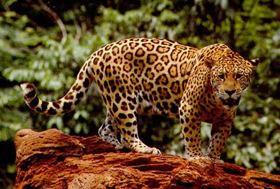 Unduh 980 Koleksi Gambar Hewan Jaguar Paling Baru Gratis