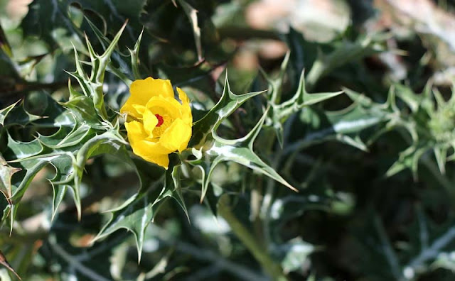 Argemone Mexicana Flowers Pictures