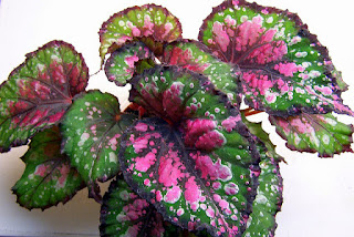  ialah genus dalam keluarga tumbuhan berbunga Begoniaceae Tanaman Hias Begonia