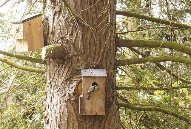 blue tits nesting in bird box