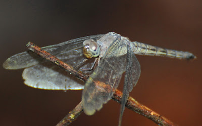 Neurothemis terminata