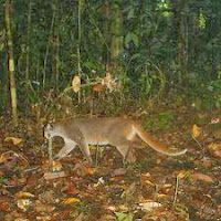 Kucing Merah Kucing Kalimantan atau Kucing Borneo Borneo Bay Cat, Bay Cat, Bornean Bay Cat, dan Bornean Marbled Cat