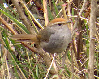 Grayish-sided Bush-Warbler