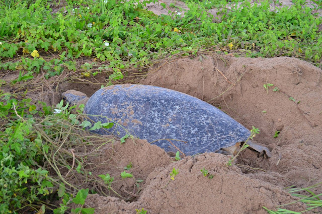 Guyane, tortue marine, luth, verte, observer les tortues, ponte