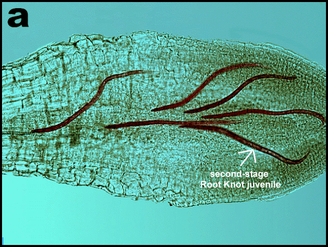 Hasil gambar untuk nematoda pada jahe