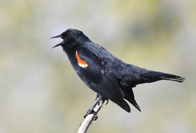 Photo of Red-winged Blackbird