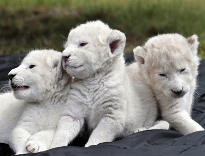 white-lion-cubs-so-cute