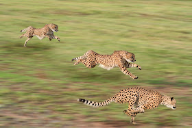 Three cheetahs running, via Adobe Stock