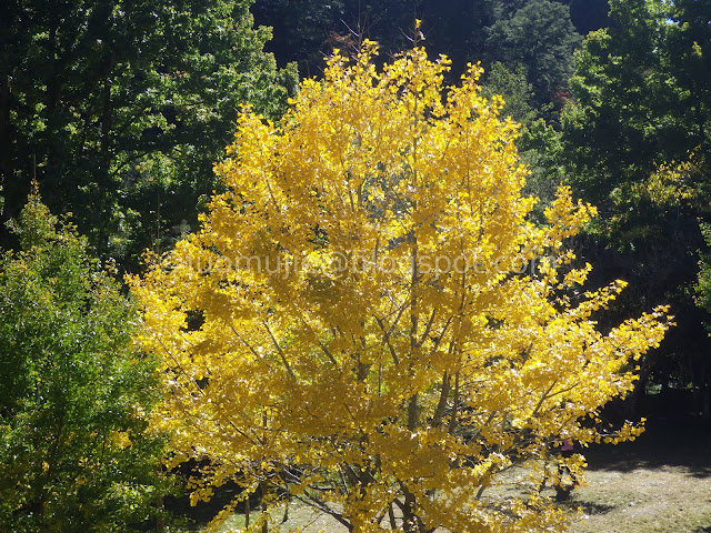 Wuling Farm maple autumn foliage