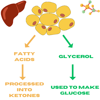 Picture showing how adipose tissue is broken down into fatty acids and glycerol.  The fatty acids become ketones and the glycerol becomes glucose