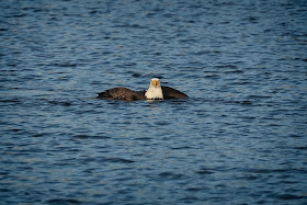 Bald eagle in the water.