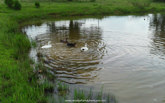 7 Things I Have Learned About Having Ducks  www.HensleeFarmAdventures.com