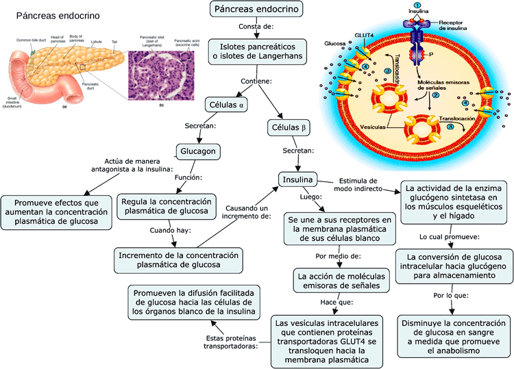 Mapa conceptual del Páncreas endocrino
