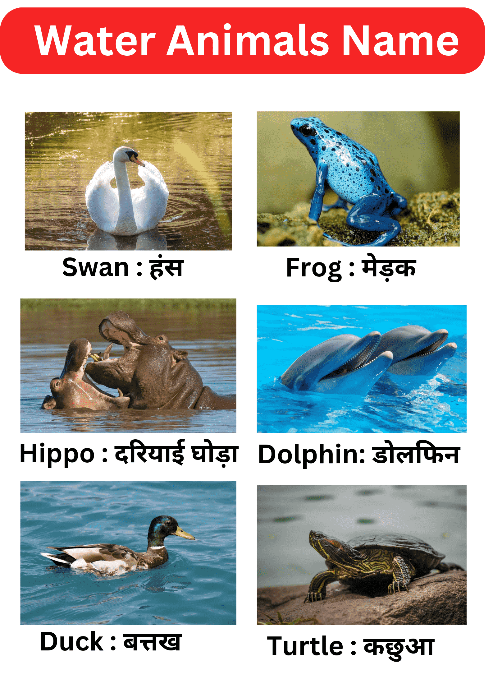 20 water animals name : पानी में रहने वाले जानवरो के नाम