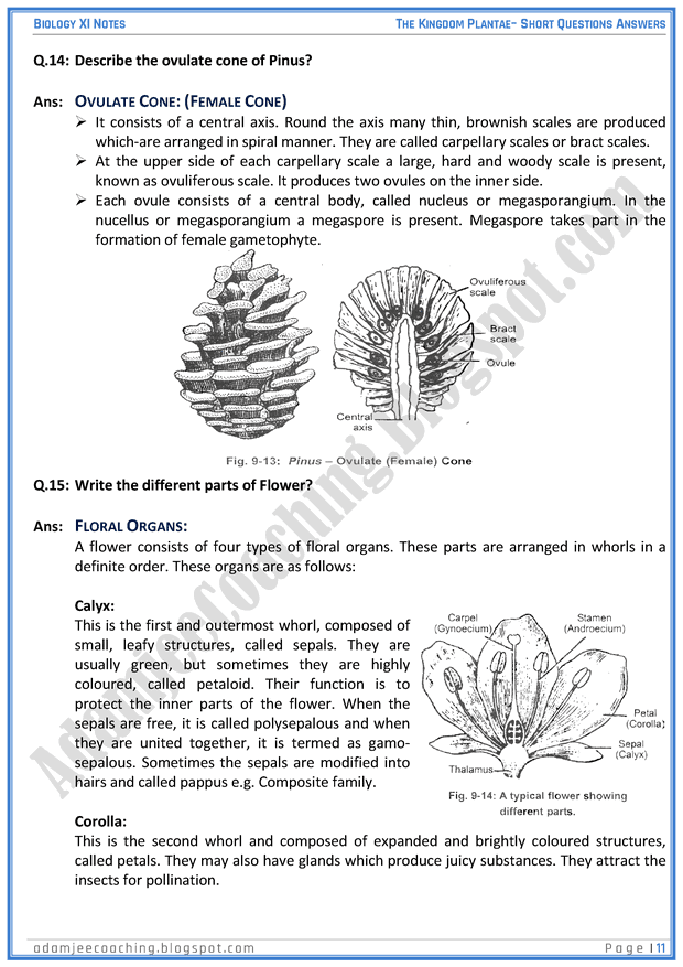 kingdom-plantae-short-question-answers-biology-11th