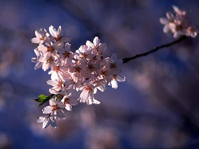 Fonds d'écran de Fleurs