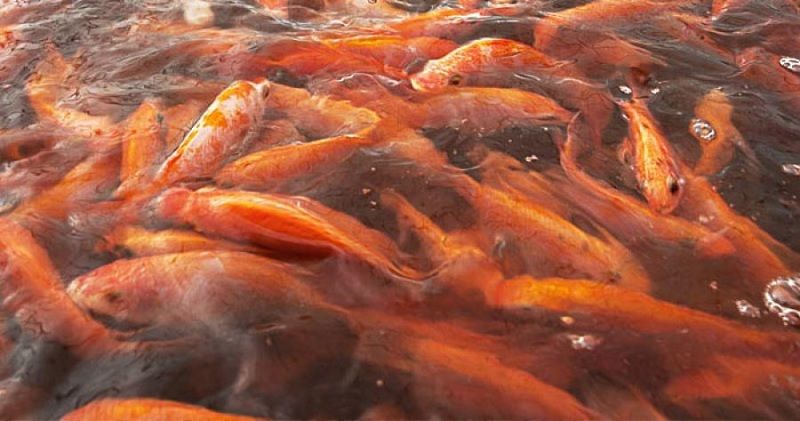 7 Poin Penting Cara Budidaya Ikan Nila di Kolam Tanah Agar 