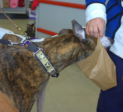 Crandall greyhound as TSA agent