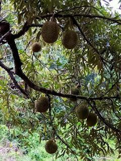 Cara Merawat Durian Musang King