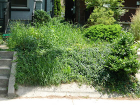 Palmerston Front Garden Cleanup before by Paul Jung Gardening Services Toronto
