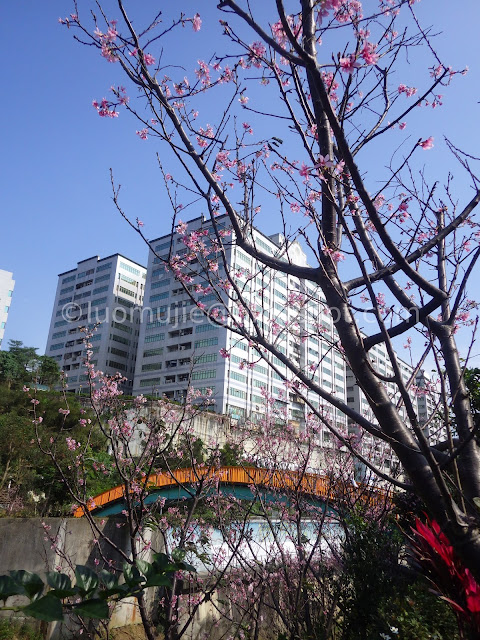 Taipei cherry blossoms