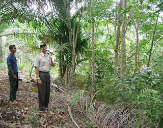 Hutan di Riau