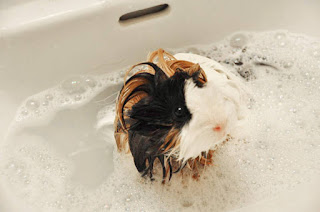 cobaya angora tomando un refrescante baño de una forma muy placida 