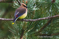 Cedar Waxwing – Souris area, PEI – © Kathy McCormack