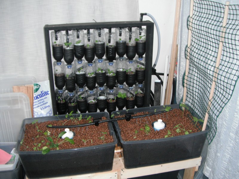 Urban Green Survival: Aquaponics