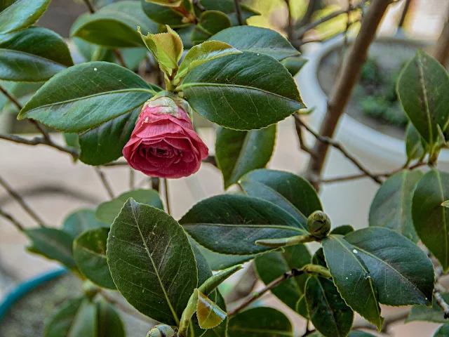 Camelia en campanilla