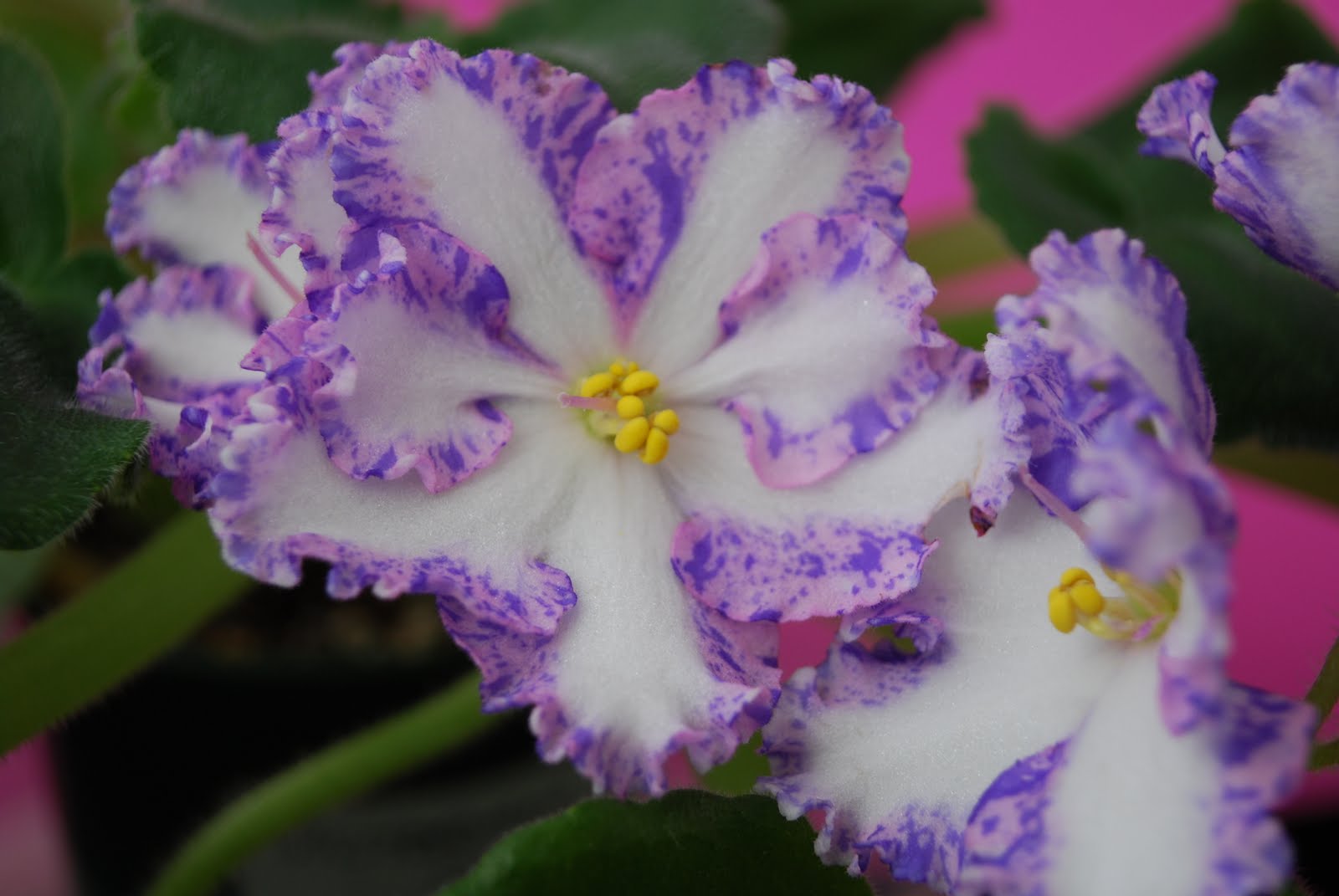 African Violets