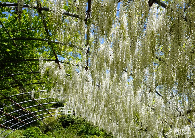 Wisteria tunnel, Kawachi Fuji-en, Fukuoka, Japan