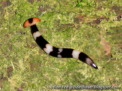 Bipalium flatworm