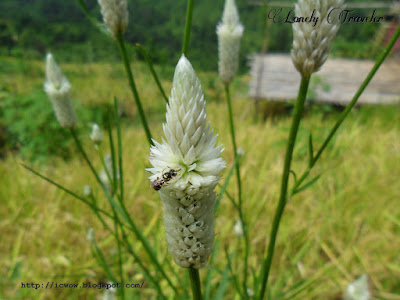 Celosia argentea var. spicata